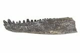 Permian Reptile (Captorhinus) Jaw Section #77989-1